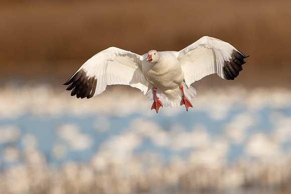 Snow Goose