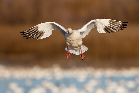 Snow Goose