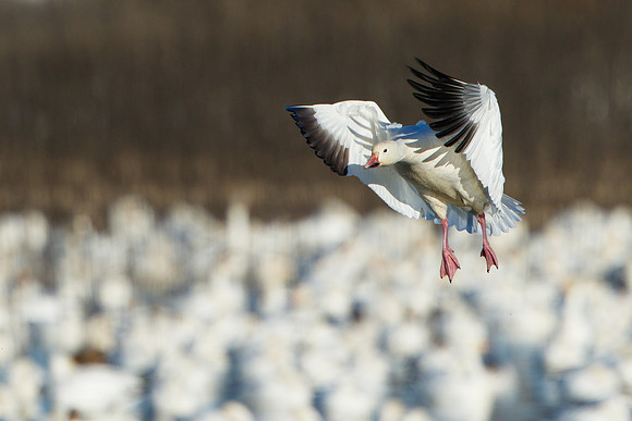 Snow Goose