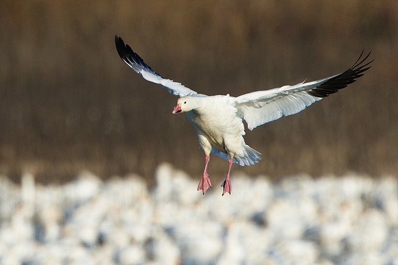 Snow Goose