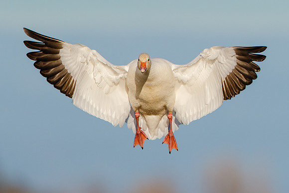 Snow Goose