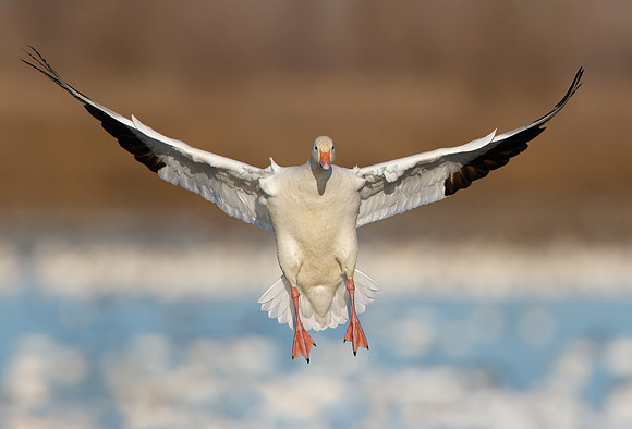 Snow Goose