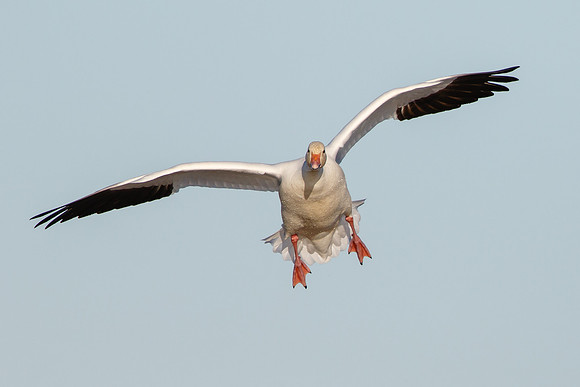 Snow Goose