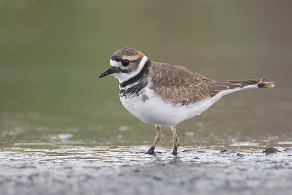 Killdeer