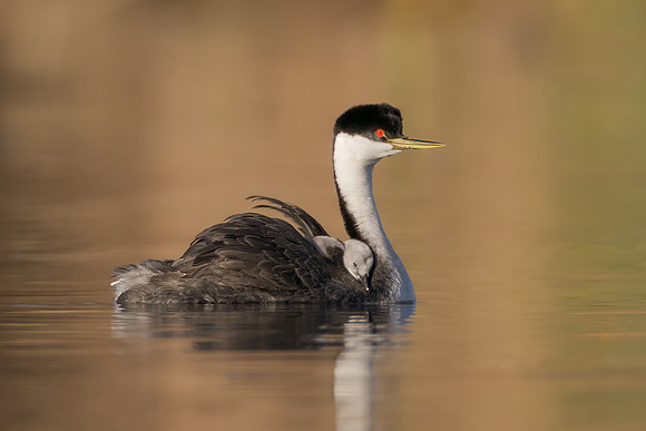Western Grebes