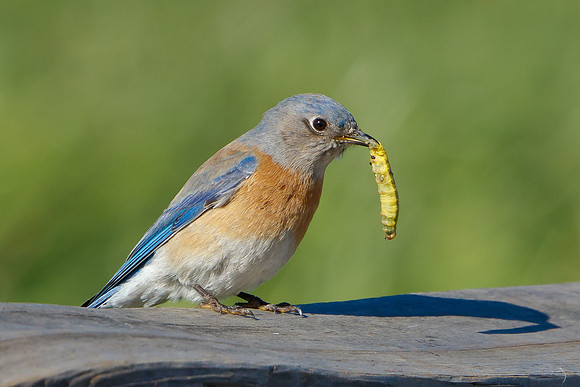 Western Bluebird, with prey