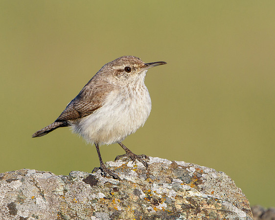 Rock Wren