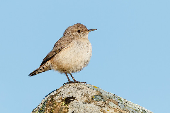 Rock Wren