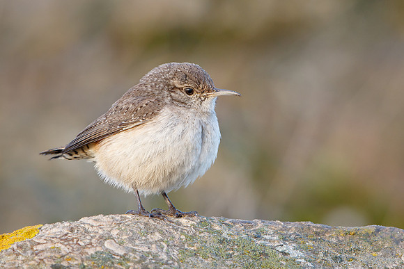 Rock Wren