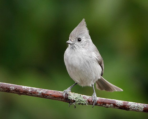 Oak Titmouse