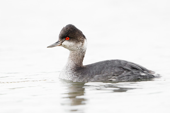 Eared Grebe