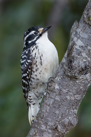 Nuttall's Woodpecker