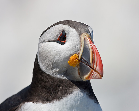 Atlantic Puffin