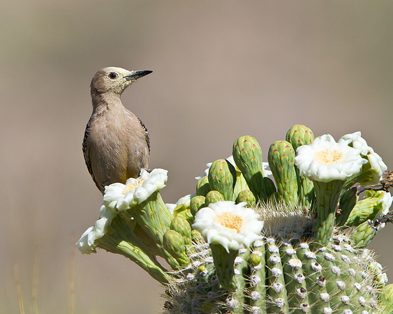 Gila Woodpecker atop Saguaro cactus amid flowers