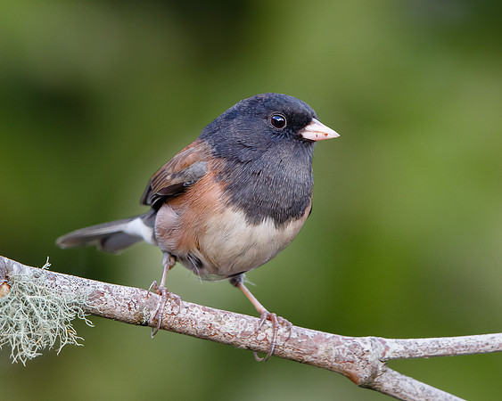 Dark-eyed Junco