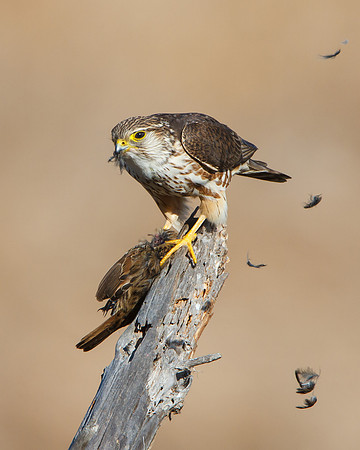 Merlin, feeding on Song Sparrow
