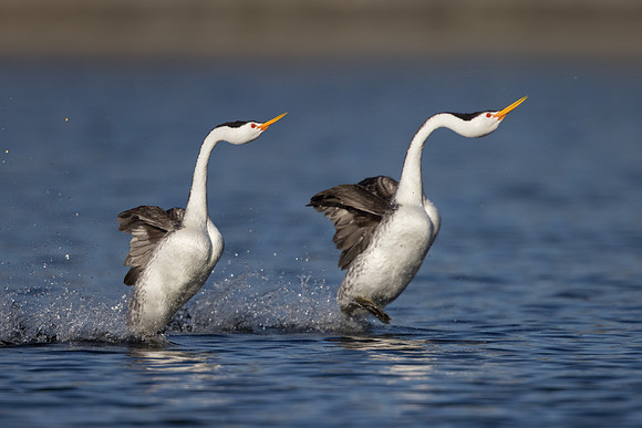 Clark's Grebes, courtship display