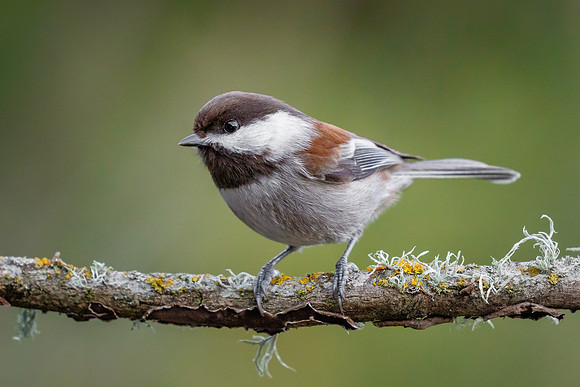 Chestnut-backed Chickadee