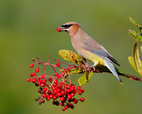 Cedar Waxwing, feeding on toyon berries