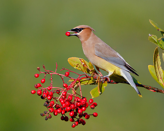 Cedar Waxwing, feeding on toyon berries