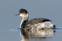 Eared Grebe, winter plumage