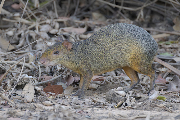Azara's Agouti