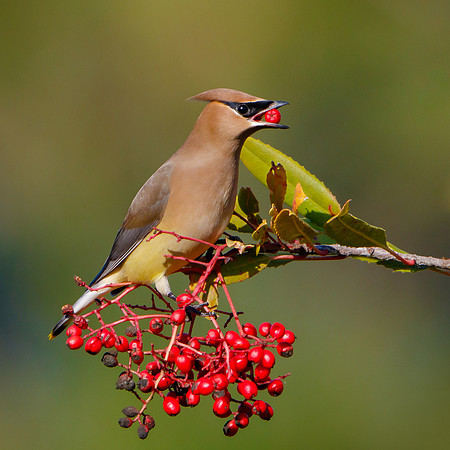 Cedar Waxwing, feeding on toyon berries