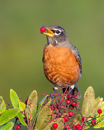 American Robin, feeding on toyon berries