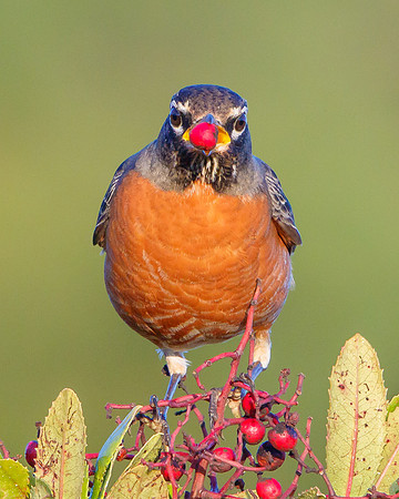 American Robin, feeding on toyon berries