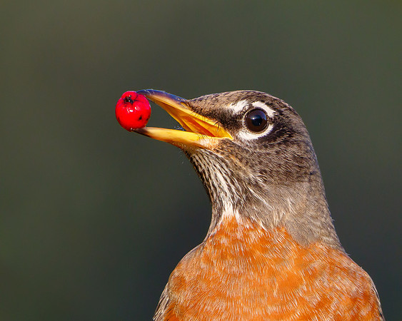 American Robin, feeding on toyon berries