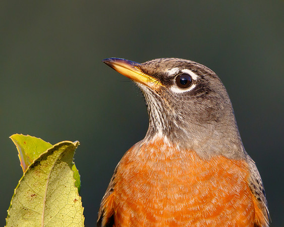 American Robin