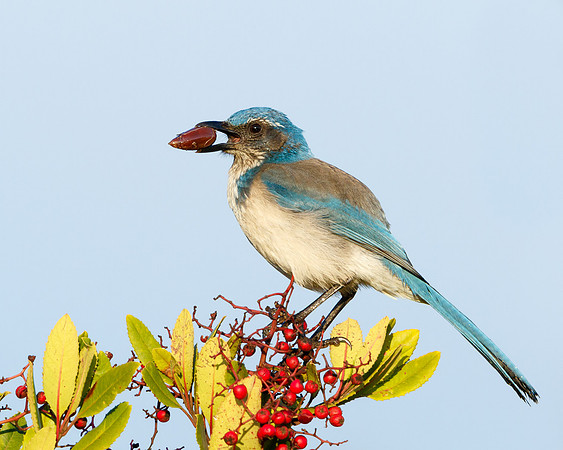 California Scrub-Jay