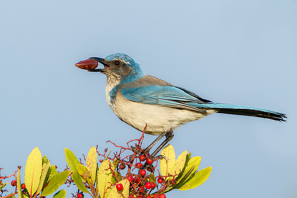 California Scrub-Jay