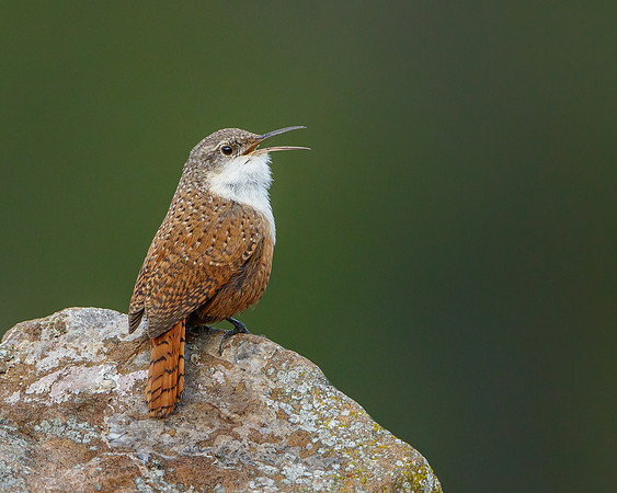Canyon Wren singing