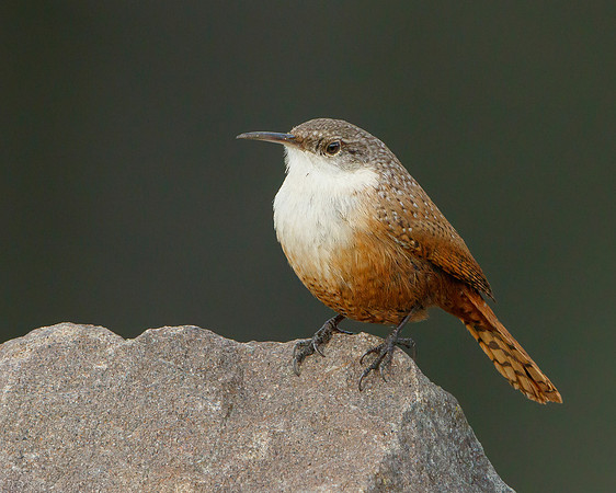 Canyon Wren