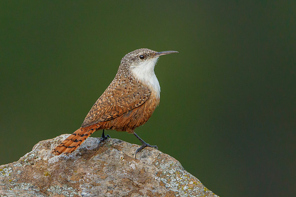 Canyon Wren