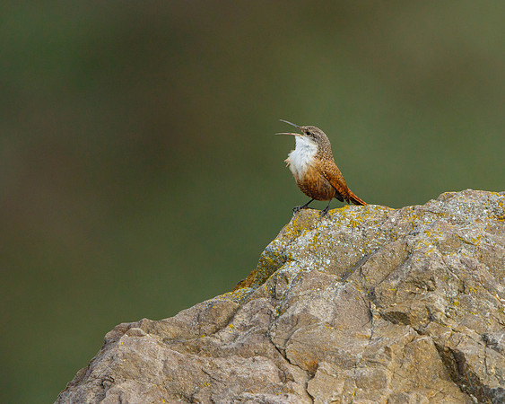 Canyon Wren
