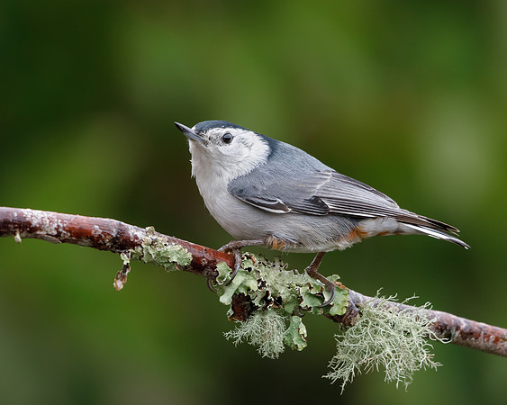 White-breasted Nuthatch