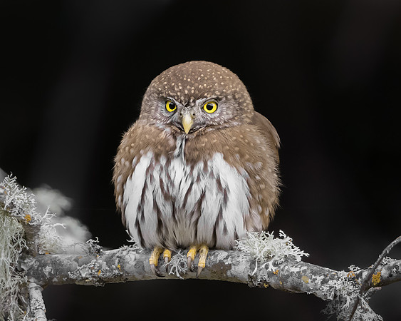 Northern Pygmy Owl