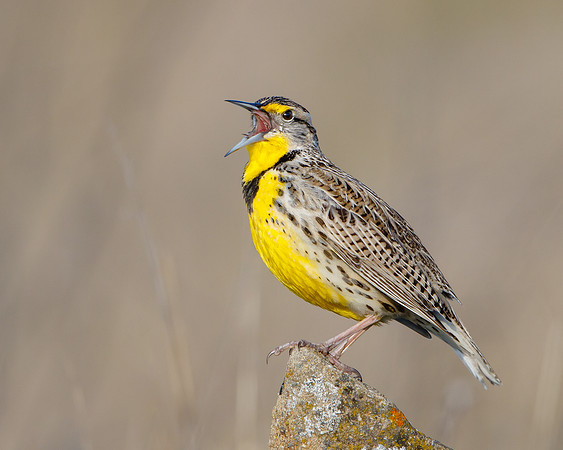 Western Meadowlark singing