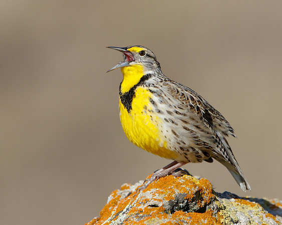 Western Meadowlark singing