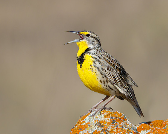 Western Meadowlark singing