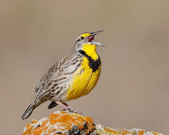 Western Meadowlark singing