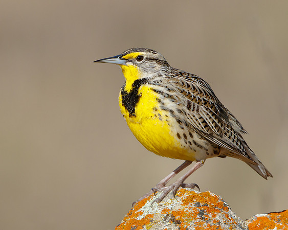 Western Meadowlark