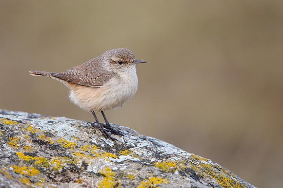 Rock Wren