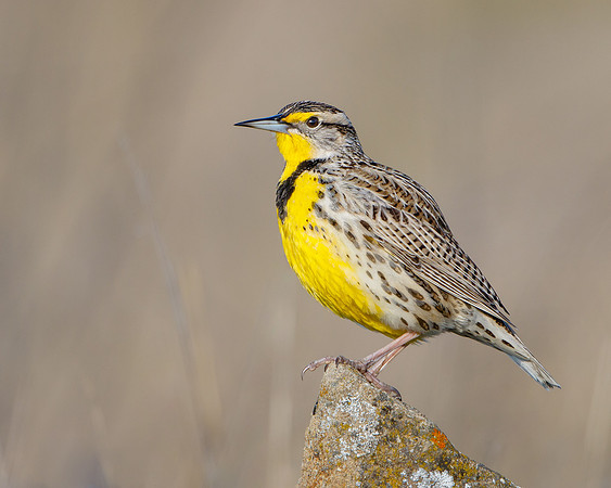 Western Meadowlark