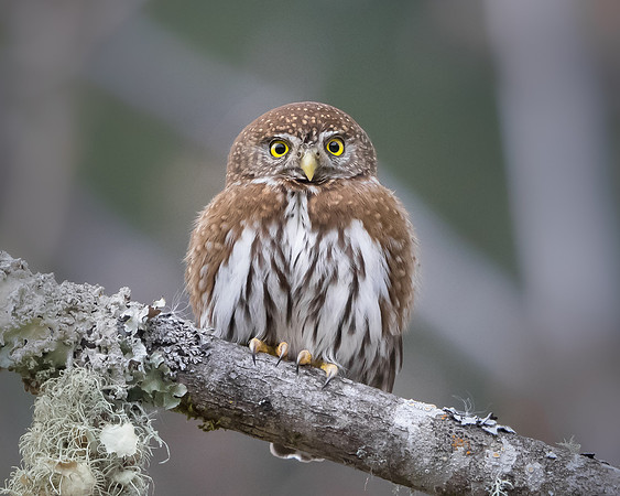 Northern Pygmy Owl