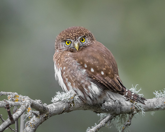 Northern Pygmy Owl