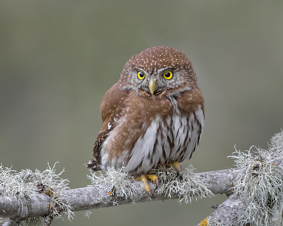 Northern Pygmy Owl