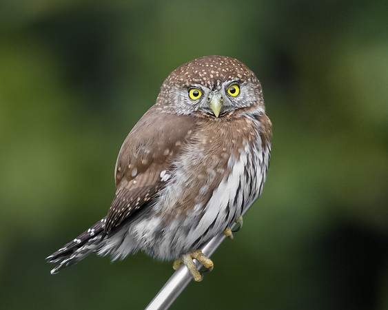 Northern Pygmy Owl